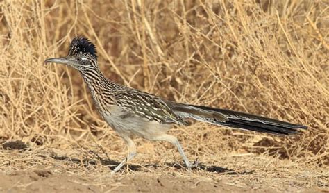 What Is New Mexico State Bird? - The Greater Roadrunner