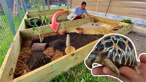 NEW ENCLOSURE for BEAUTIFUL RARE TORTOISES! - YouTube