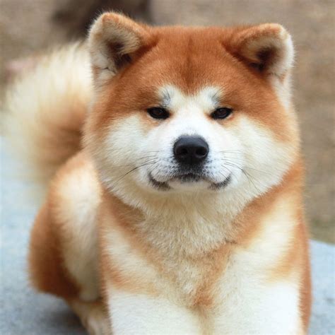 The Japanese Akita Inu | Akita World