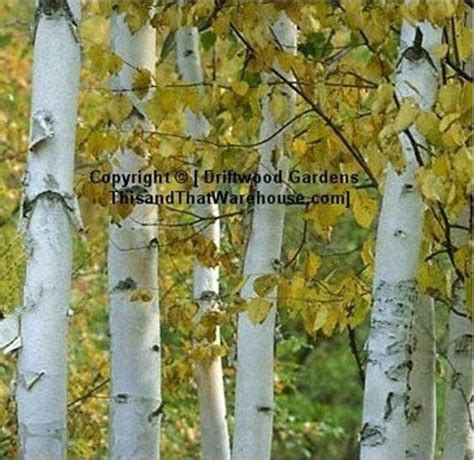 Paperbark Birch Tree 25 Seeds colorful White Peeling Bark | Etsy