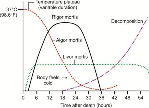 [Solved] Rigor Mortis is the sign after death. It occurs due to