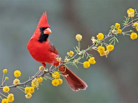 What is the State Bird of North Carolina? (And Why?) | Birdfact