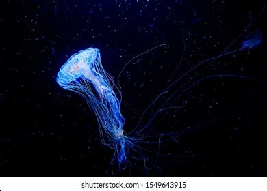 Blue Glowing Jellyfish Dark Underwater Stock Photo (Edit Now) 1549643915