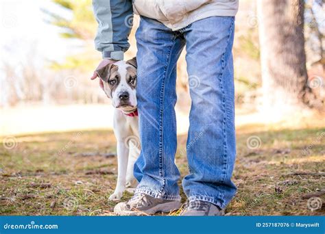 A Shy Mixed Breed Dog Hiding Behind a Person Stock Photo - Image of ...