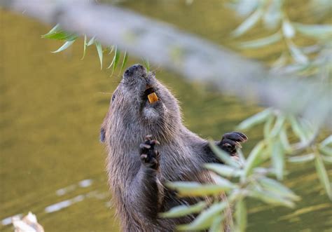 Do Beavers' Teeth Rust? Exploring the Myth and Facts