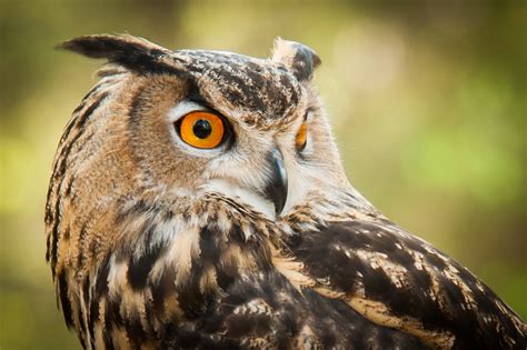 Our Largest Owl Is Nesting - The Laurel of Asheville