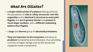 Ciliates Study | PPT