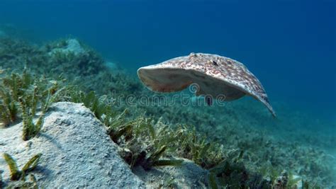 Stingrays. Leopard Electric Stingray - this Electric Stingray Grows Up To 100 Cm and Feeds on ...