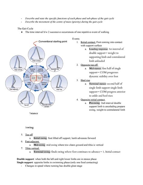 Gait cycle - Describe and state the specific functions of each phase ...