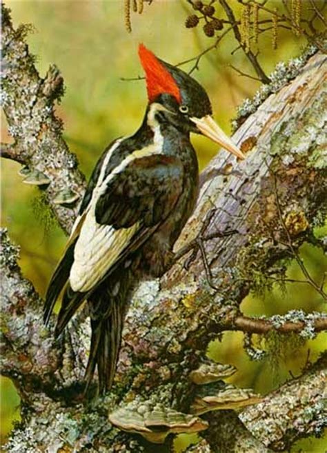 Art Country Canada - CARL BRENDERS Ivory Billed Woodpecker limited ...