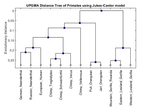 Building a Phylogenetic Tree for the Hominidae Species - MATLAB & Simulink