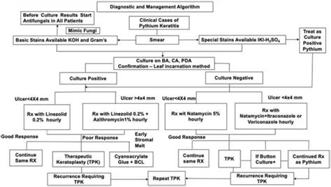 The novel diagnostic and management protocol of Pythium insidiosum ...