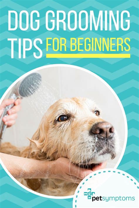 Dog Grooming Tips Every Owner Should Know. Dog Grooming For Beginners ...