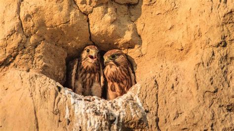 Falcon Population and Conservation Genomics - NYU Abu Dhabi