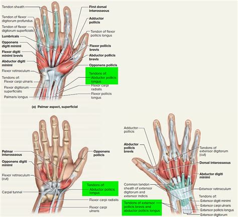 Pin on anatomy pics