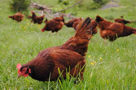 Pastured Eggs - J&L Green Farm