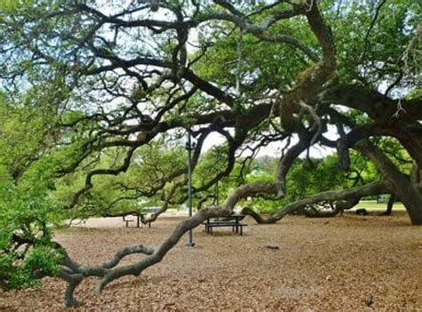 Elizabeth Baldwin Park in Houston Is Incredible! - WanderWisdom