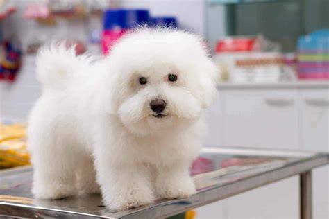 Bichon frisé: Adorable dog with high-maintenance grooming needs