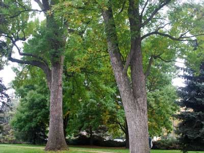 Ash Tree Identification | Colorado State Forest Service | Colorado State University