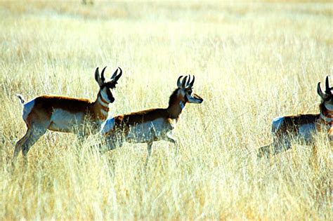 Photographs of pronghorn sheep