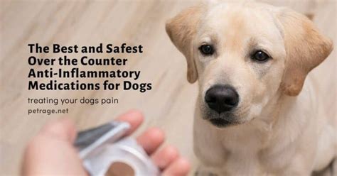 Safest Over the Counter Anti-Inflammatory Medications for Dogs