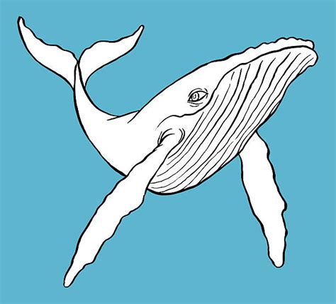 Best Humpback Whale Illustrations, Royalty-Free Vector Graphics & Clip Art - iStock