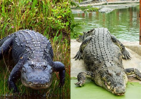 Alligator Vs Crocodile - What Are The Differences? [2024]