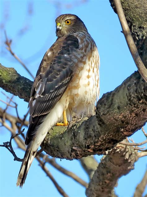 Cooper's Hawk Bird - Profile | Facts | Size | Juvenile | Diet | Breeding - BirdBaron