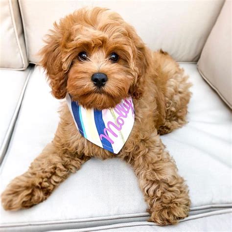 Everything You Need to Know About a Cavapoo #cavapoo #cavapoopuppies # ...