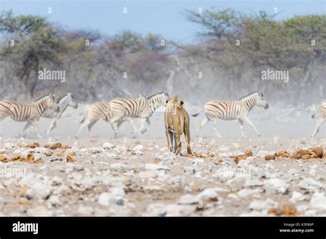 Zebra running away hi-res stock photography and images - Alamy