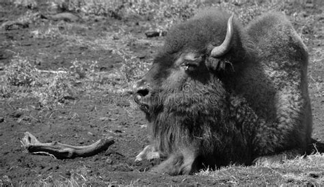 Bison are Large, Even-toed Ungulates Stock Photo - Image of length ...