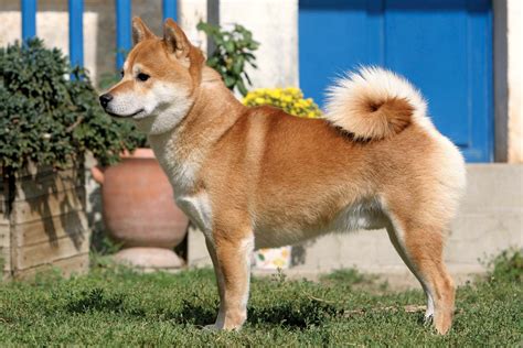 Shiba Inu | Breed, Care, Upkeep, Temperament, Overview, Description, & Facts | Britannica