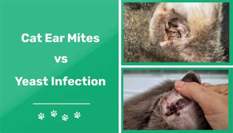 Cat Ear Mites vs Yeast Infection: Vet-Reviewed Differences (With Pictures) | Pet Keen