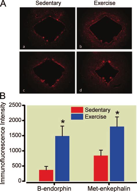 Exercise training increases endogenous opioid content in the mid-brain... | Download Scientific ...