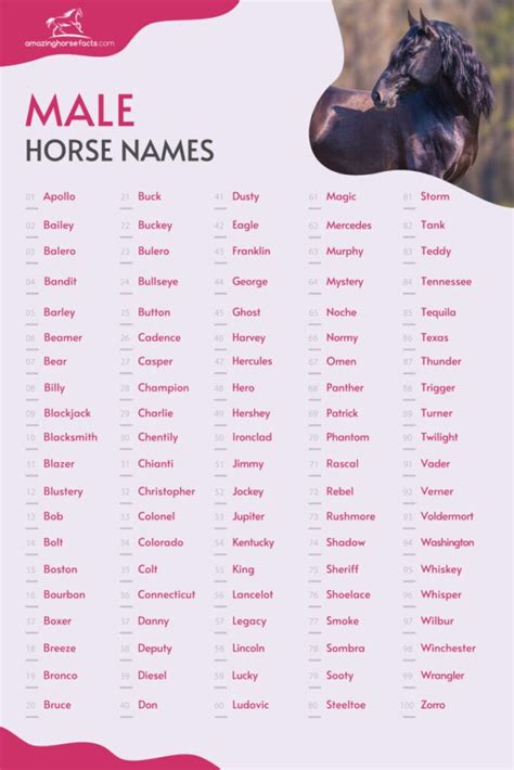 777+ Male Horse Names (Best Ideas For Your Stallion) | Horse names, Horse show names, Male horse