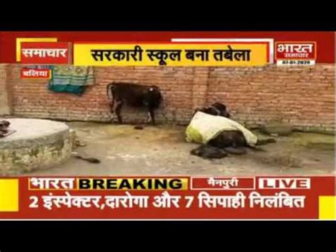 Ballia में सरकारी स्कूल बना तबेला | BHARAT SAMACHAR - YouTube