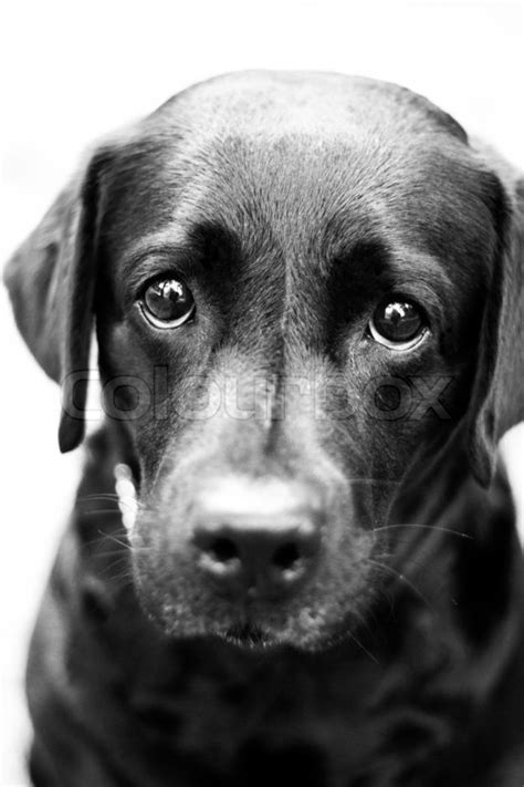 Young dog with sad puppy eyes in black ... | Stock image | Colourbox