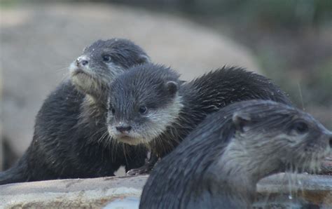 A Litter of Otter Pups at Taronga Western Plains Zoo - Animal Fact Guide