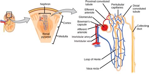 Microscopic Anatomy of the Kidney | Anatomy and Physiology II