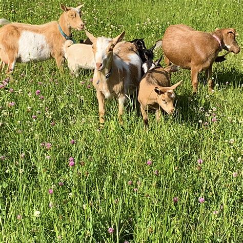 Goats and kids - Stowe Farm Community