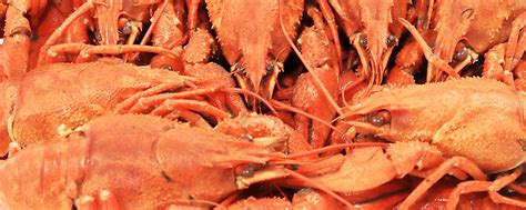 New Orleans Seafood Mobile | Your Newest Seafood Destination In Mobile, AL