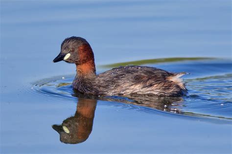 Little grebe (Tachybaptus ruficollis)