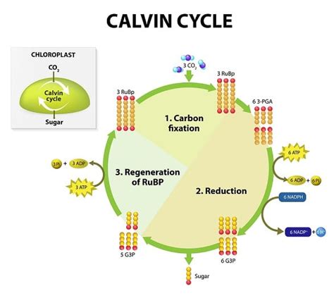 How does Photosynthesis Work ? Critical Steps in the Plant