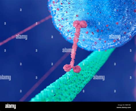 Illustration of a motor protein Stock Photo - Alamy