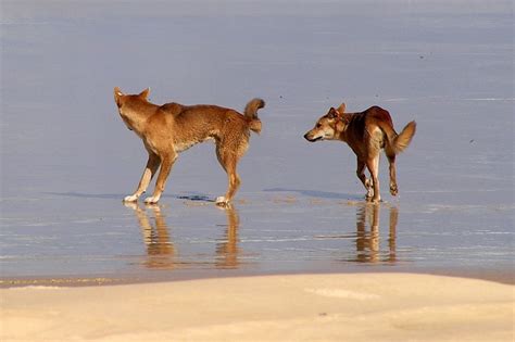 Mountain travel: Amazing Flora and fauna in Fraser Island