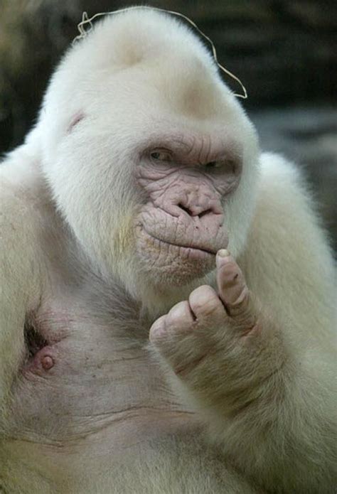 23 Albino Animals So Stunning You Will Literally Gasp