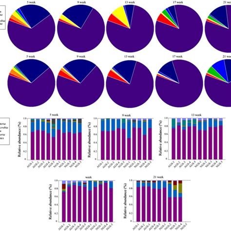 Relative compositions of dominant phyla in the intestinal lumen ...