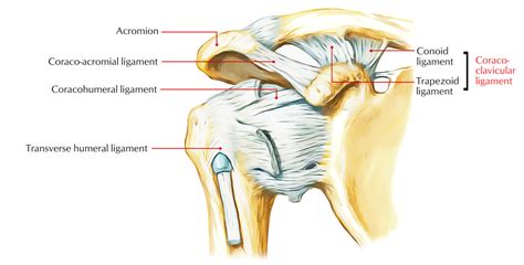 Coracoclavicular Ligament – Earth's Lab