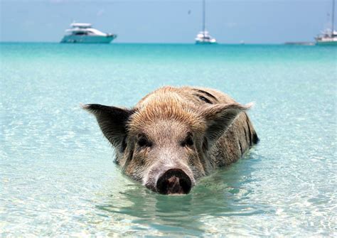 Animals Of The Bahamas (And Where To SEE Them!) – TravelPeri