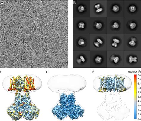 Single-particle cryo-EM structure of a voltage-activated potassium channel in lipid nanodiscs ...